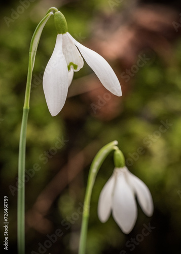 Early English Snowdrops in Wellford Park in Berkshire