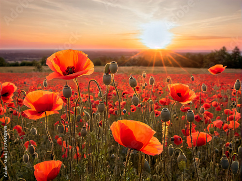 Poppies  The Bright and Delicate Flowers that Bloom in the Countryside and Create a Peaceful and Scenic Landscape at Sunset