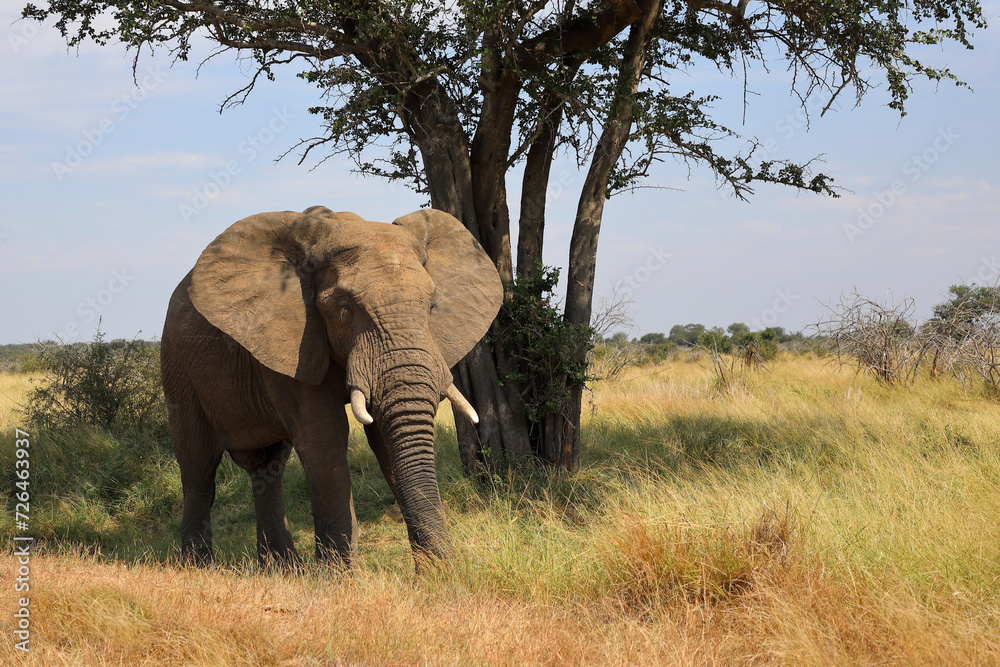 Obraz premium Afrikanischer Elefant / African elephant / Loxodonta africana