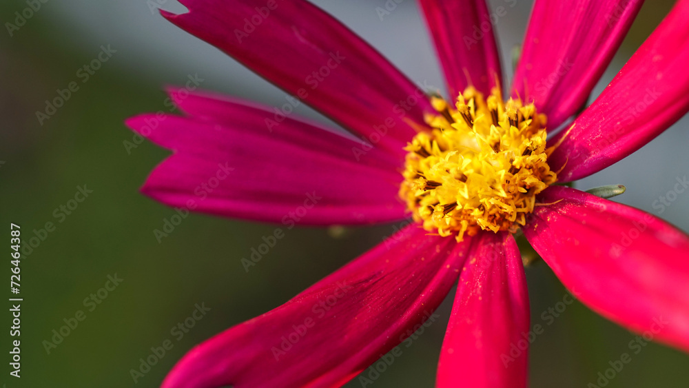 The dark pink cosmos (cosmos caudatus) blooms in the blurred green garden.Inspirational Motivational quote- Start your Tuesday morning light with pink flowers.Natural flower background. Close up.