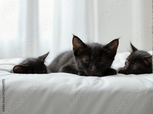 Cute black kittens sleeping on plain white background from Generative AI