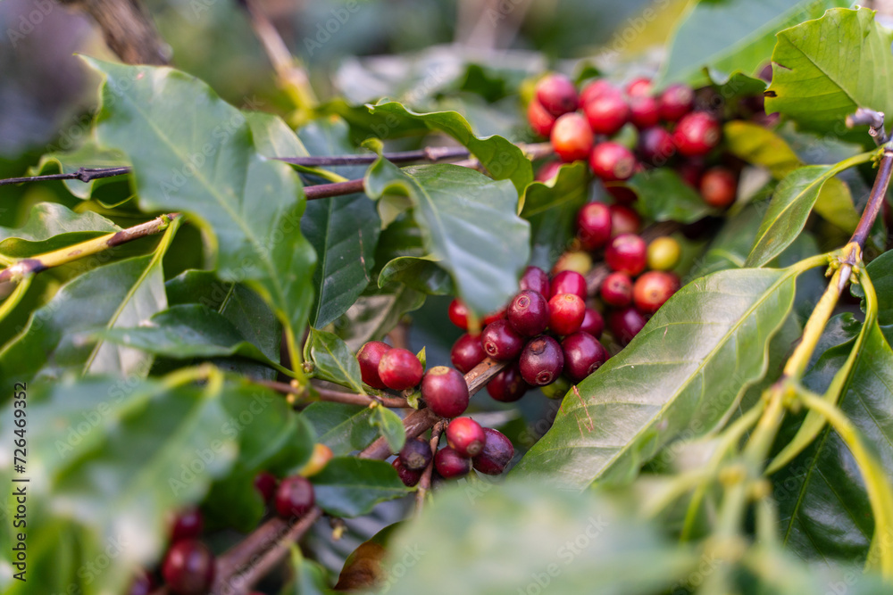 Fototapeta premium fresh coffee cherry on the coffee tree