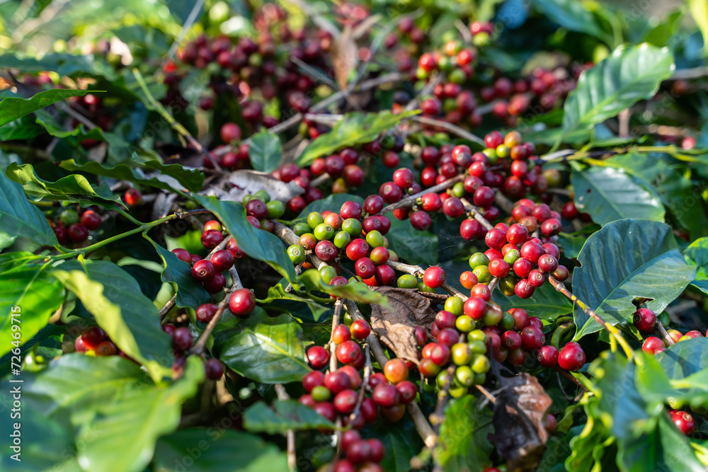 fresh coffee cherry on the coffee tree fresh coffee cherry on the coffee tree