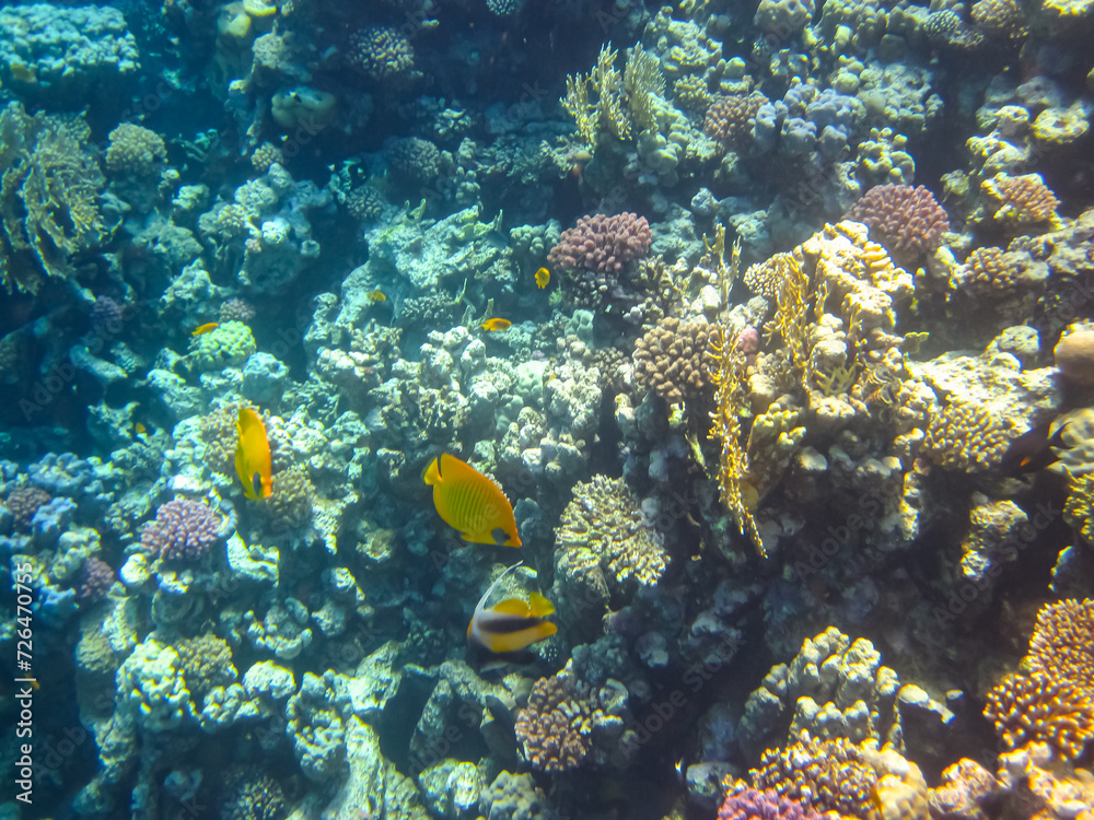 Beautiful fish in the coral reef of the Red Sea Beautiful fish in the coral reef of the Red Sea