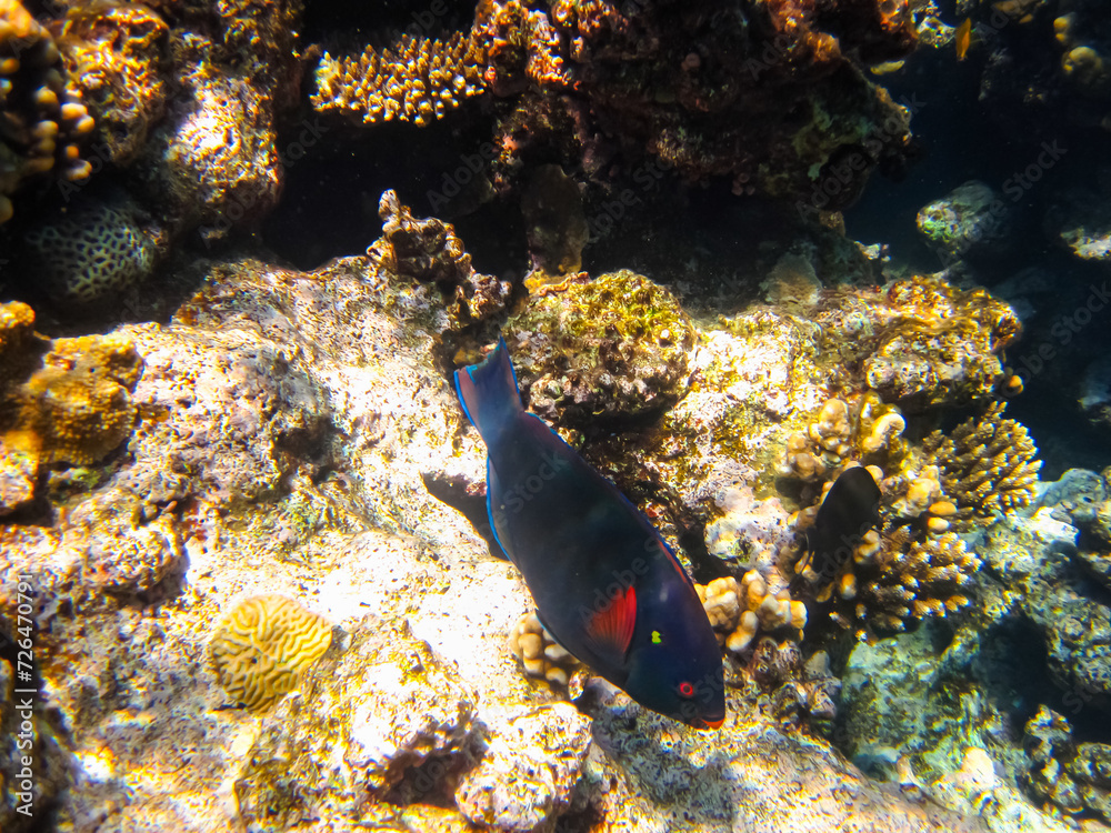 Beautiful fish in the coral reef of the Red Sea Beautiful fish in the coral reef of the Red Sea