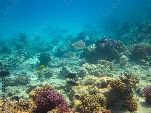 Fototapeta Naklejka Na Ścianę i Meble -  Beautiful fish in the coral reef of the Red Sea