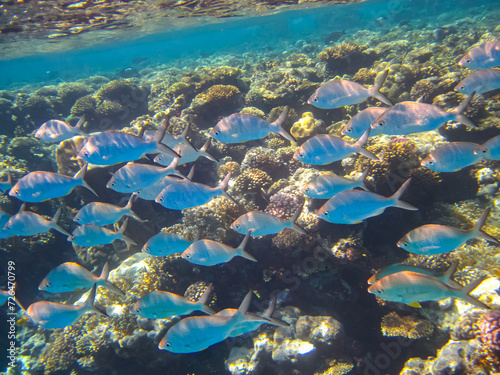 Beautiful fish in the coral reef of the Red Sea