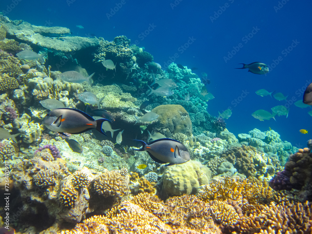 Beautiful fish in the coral reef of the Red Sea Beautiful fish in the coral reef of the Red Sea