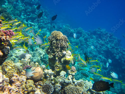 Beautiful fish in the coral reef of the Red Sea © glebantiy