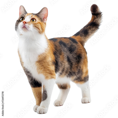 studio portrait of domestic calico cat standing and looking forward