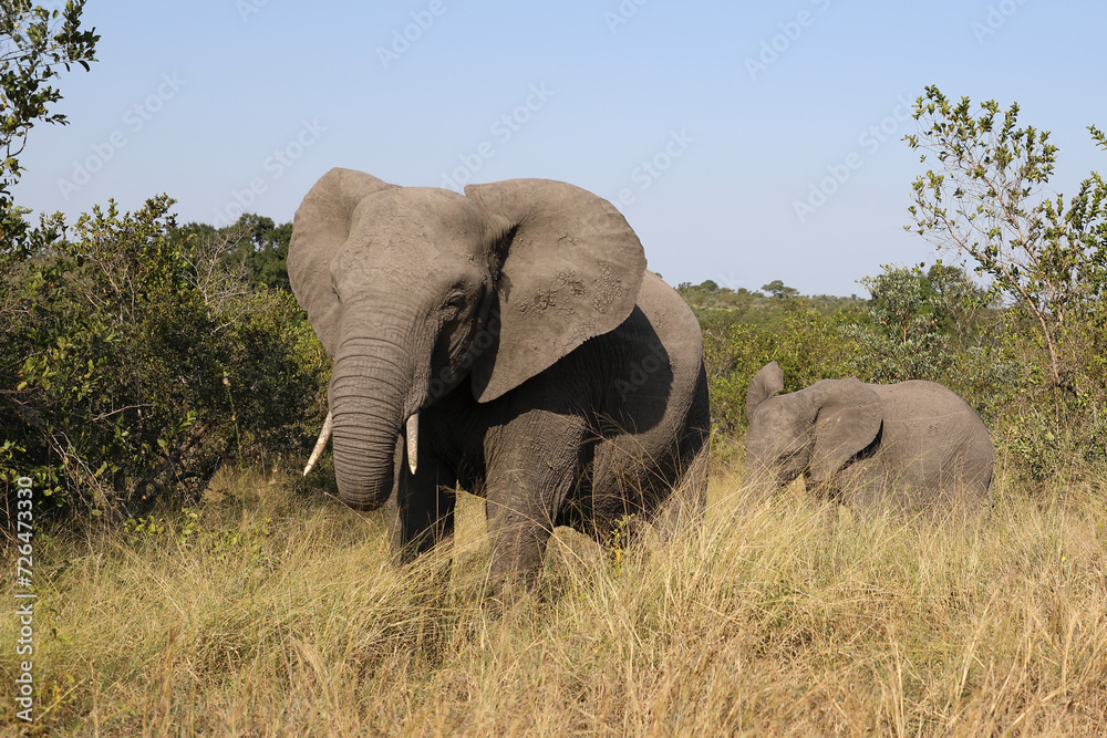 Afrikanischer Elefant / African elephant / Loxodonta africana