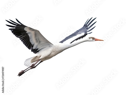 Crane bird flying isolated on white background photo