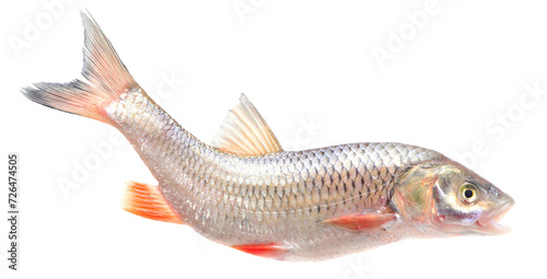 Fish chub isolated on white