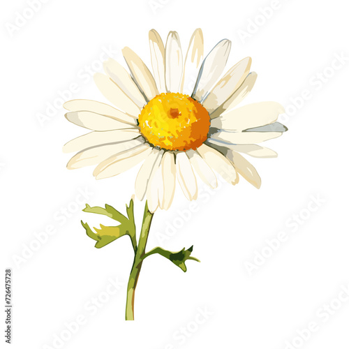 Illustration of a white chamomile flower painted with watercolor on a white background.