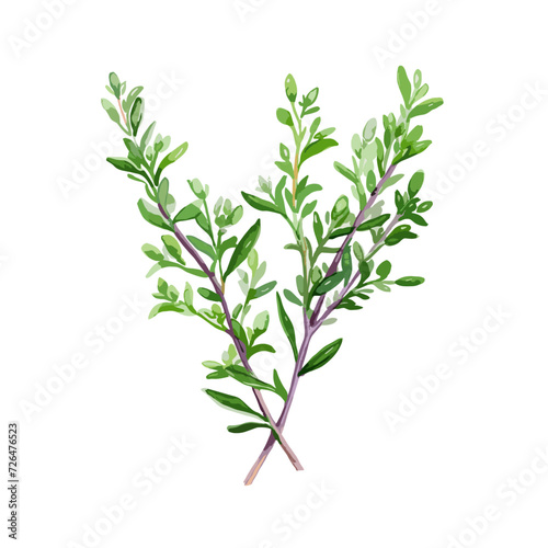 "The watercolor depiction of a thyme plant on a white background."



