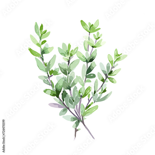 Watercolor painting of thyme plant as a vector, isolated on a white background. photo