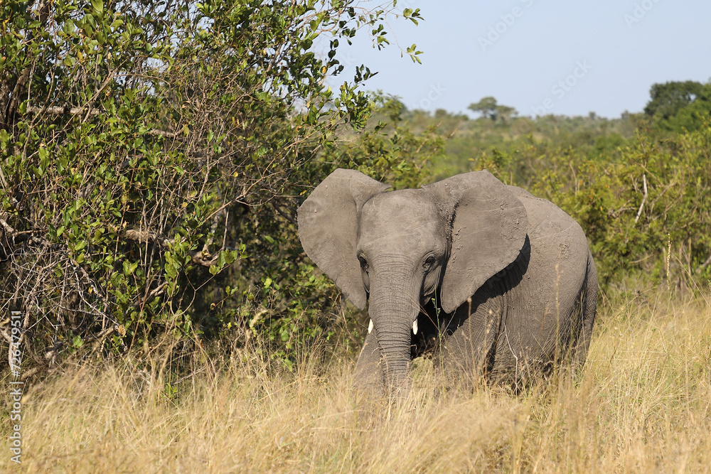 Afrikanischer Elefant / African elephant / Loxodonta africana Afrikanischer Elefant / African elephant / Loxodonta africana