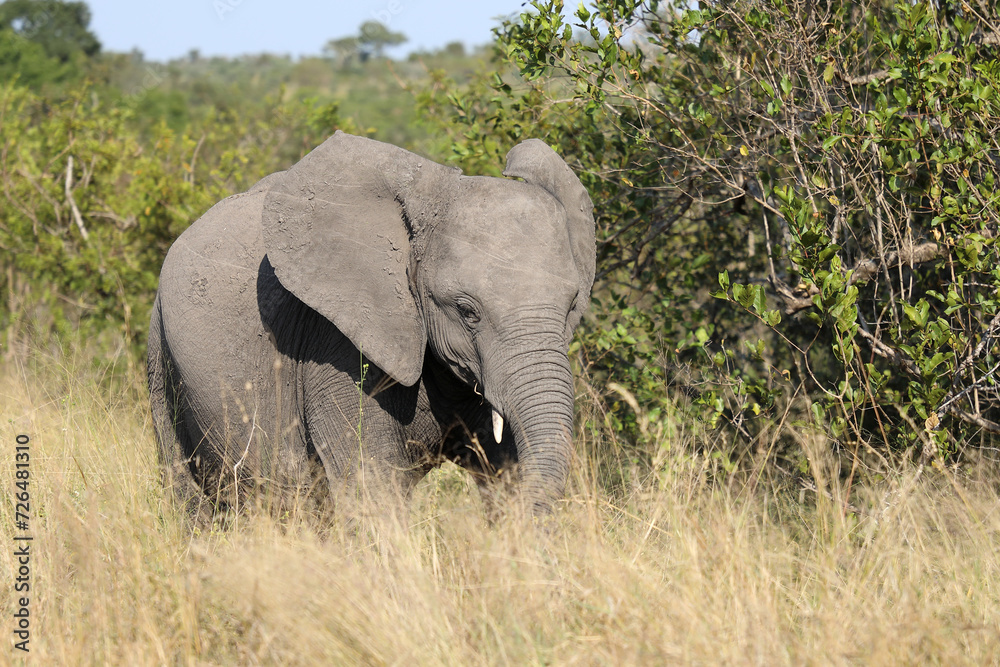 Fototapeta premium Afrikanischer Elefant / African elephant / Loxodonta africana