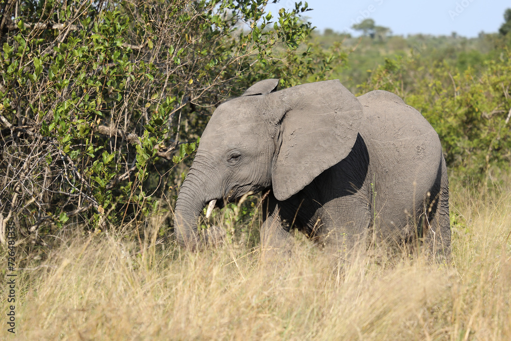 Afrikanischer Elefant / African elephant / Loxodonta africana Afrikanischer Elefant / African elephant / Loxodonta africana
