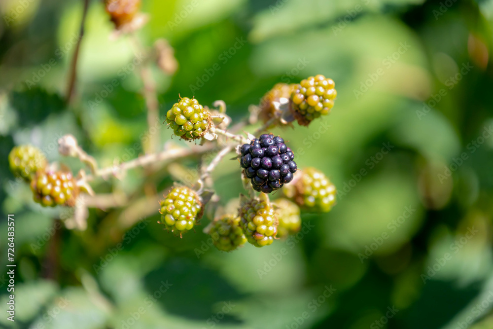 Selective focus of wild blackberries, Branches of ripe, unripe blackberry in the forest, Rubus is a large and diverse genus of flowering plants in the rose family, Rosaceae, Health benefits of berries