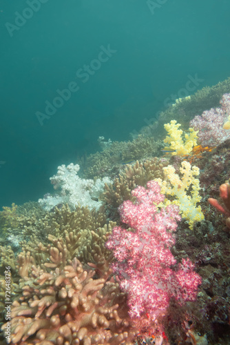 Bright Pink Soft Coral on a reef in Musandam  Oman