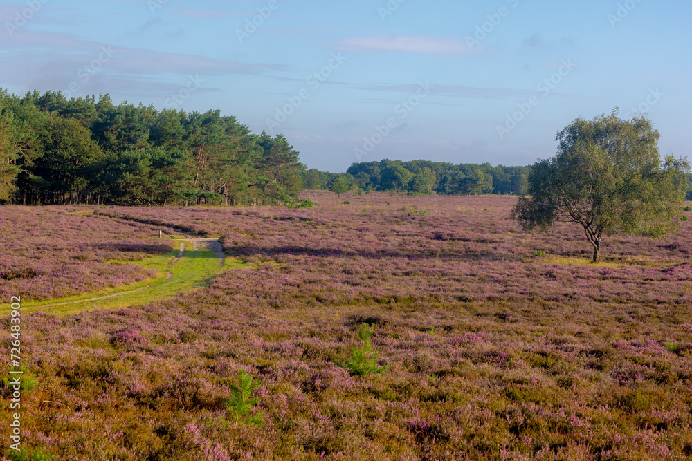 Fototapeta premium Flowering calluna vulgaris on the field, Nature path and forest, Heath, ling or simply heather, The sole species in the genus Calluna in the family of Ericaceae, Bussumerheide, Hilversum, Netherlands.