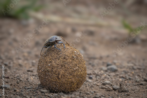 A male Dung Beetle sitting on his huge dung ball navigating and looking around, Kruger National Park. 