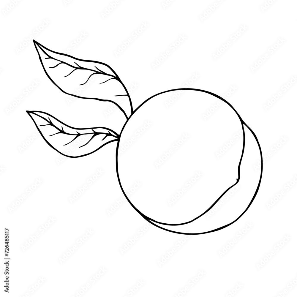 Linear sketch, outline of peach, nectarine fruit.Vector graphics. Linear sketch, outline of peach, nectarine fruit.Vector graphics.