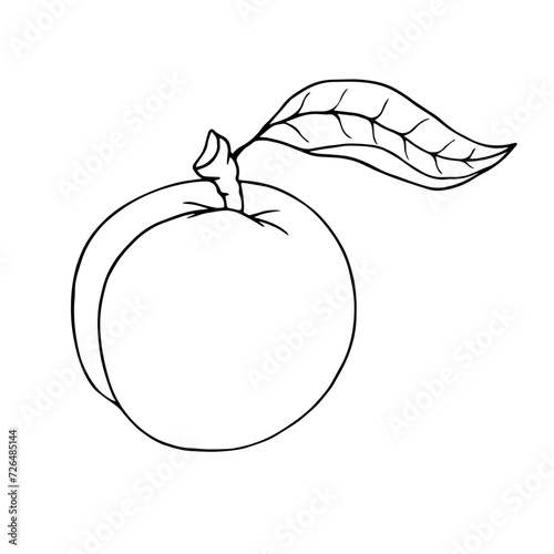 Linear sketch, outline of peach, nectarine fruit.Vector graphics.