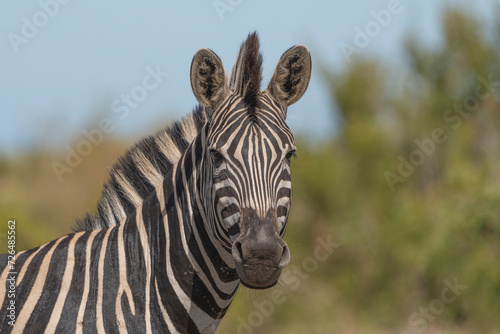A closeup of a Plains Zebra looking into the camera with blurred background  Kruger National Park. 