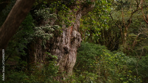 屋久島・縄文杉 photo