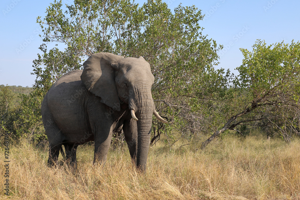 Fototapeta premium Afrikanischer Elefant / African elephant / Loxodonta africana