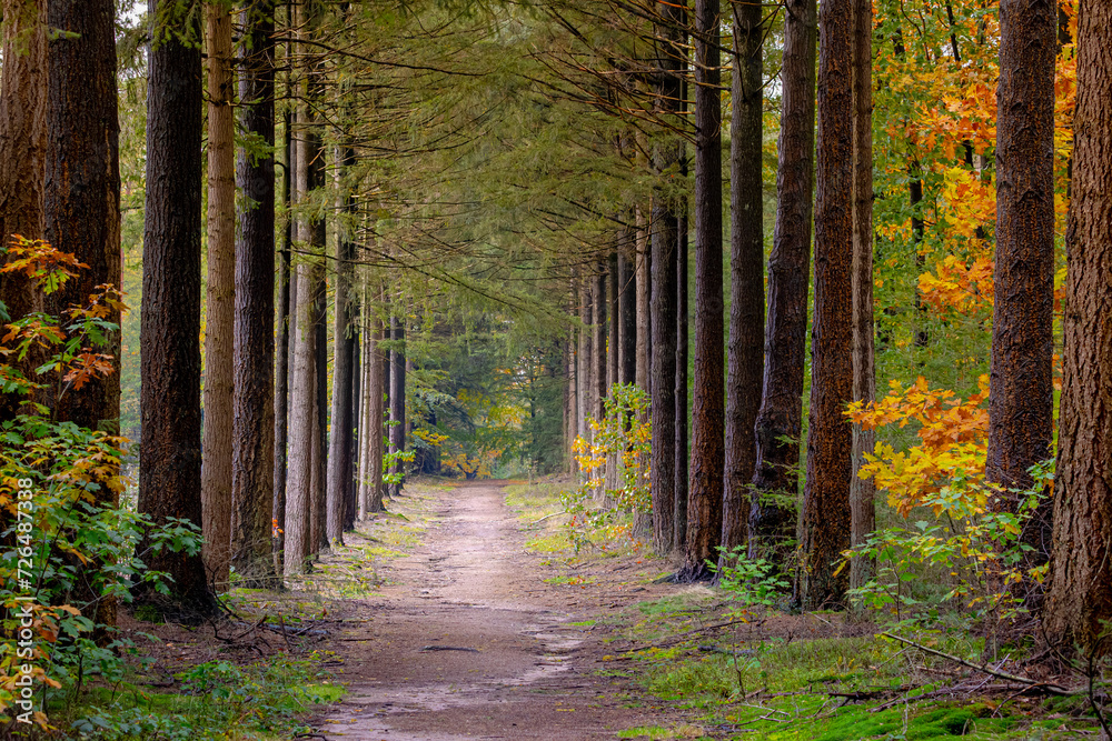 Fototapeta premium Autumn landscape, Natural gravel path in the forest, A pine is any conifer tree or shrub in the genus Pinus of the family Pinaceae, Pinus is the sole genus in the subfamily Pinoideae, Fall background.