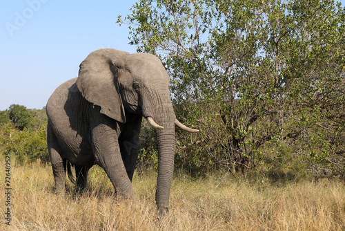 Afrikanischer Elefant   African elephant   Loxodonta africana