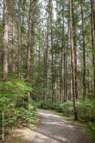Footpath in the woodland at the Southeast Alaska Indian Cultural Center  Sitka  Alaska  USA