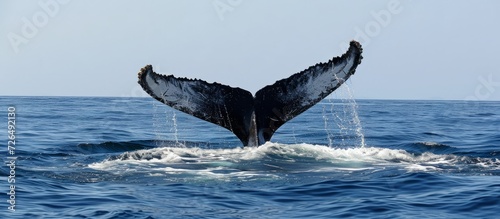 The Atlantic Ocean sees a young Humpback whale (Megaptera novaeangliae) waving its tail fluke as this endangered species migrates to the Caribbean for breeding or giving birth during winter. © AkuAku