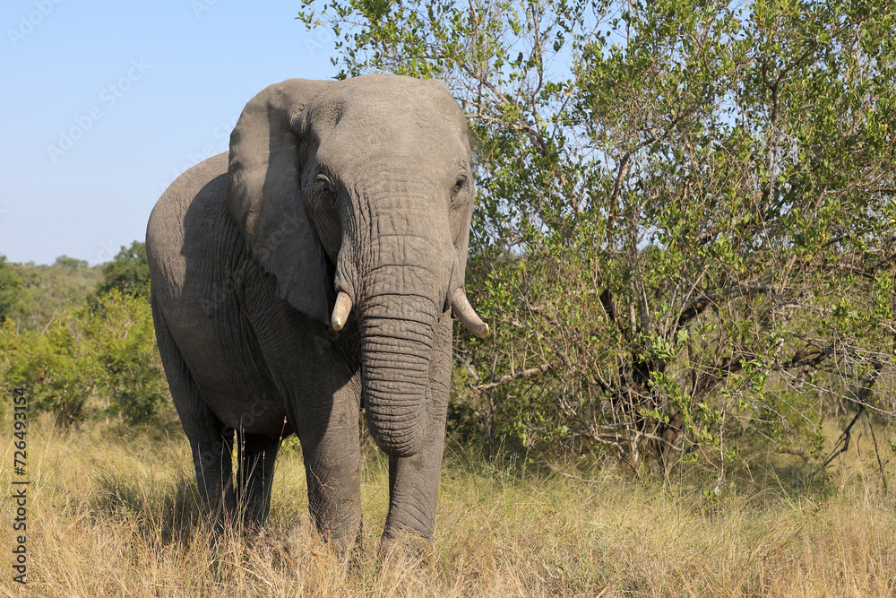 Fototapeta premium Afrikanischer Elefant / African elephant / Loxodonta africana