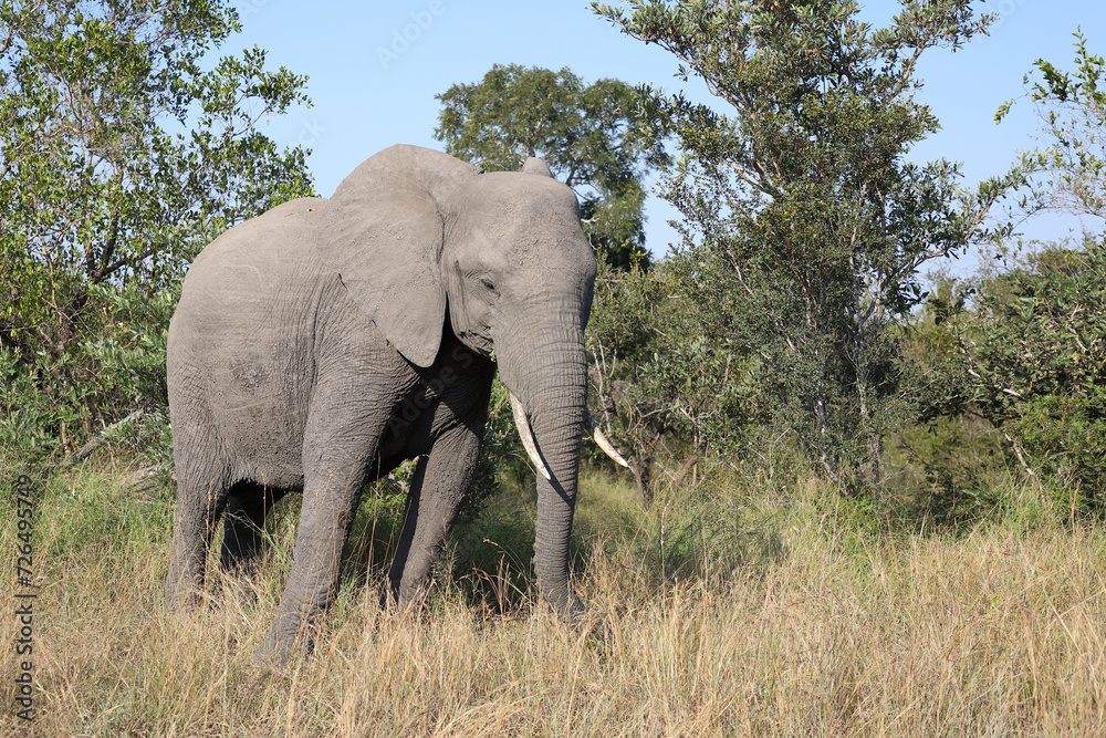 Fototapeta premium Afrikanischer Elefant / African elephant / Loxodonta africana