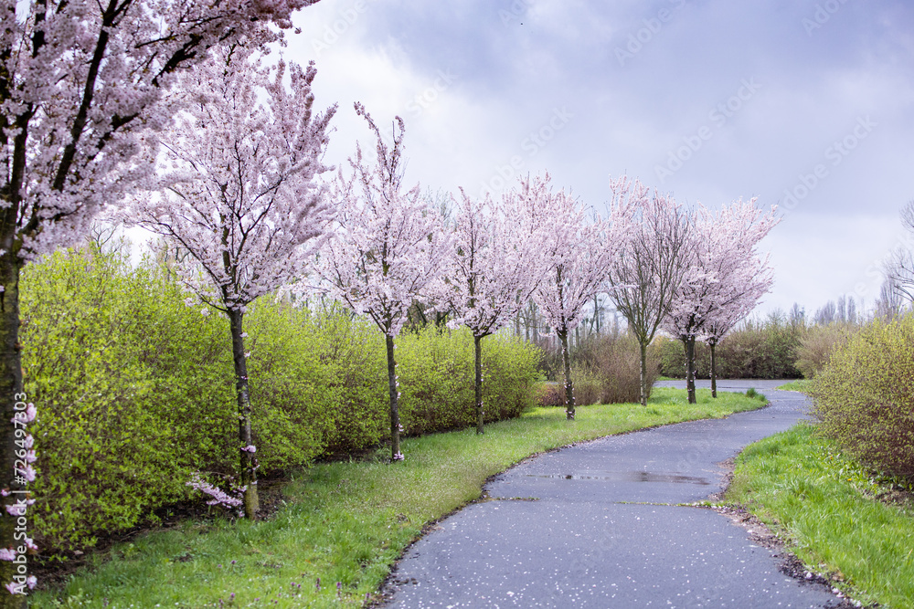 Sakura alley. Spring in the park. Tree in spring. Park path. Sakura. Spring flowering tree. Cloudy day and delicate cherry blossoms Sakura alley. Spring in the park. Tree in spring. Park path. Sakura. Spring flowering tree. Cloudy day and delicate cherry blossoms