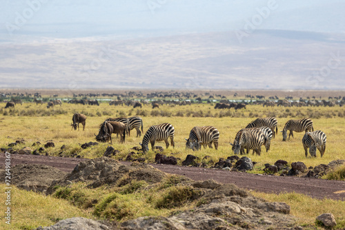 Wildebeests and zebras grazing in Ngorongoro Conservation Area, Tanzania