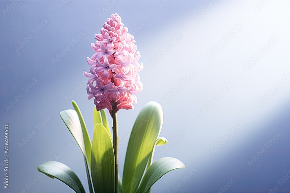 Fototapeta premium Hyacinth on a pastel simple colored solid background with shadow overlay
