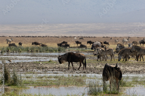 Wildebeests and zebras grazing in Ngorongoro Conservation Area, Tanzania