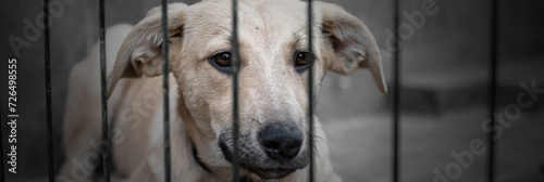 Dog in animal shelter waiting for adoption. Dog  behind the fences. photo