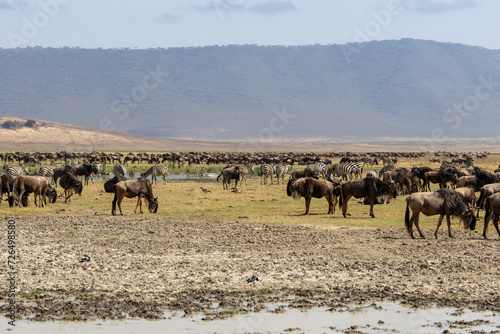 Wildebeests and zebras grazing in Ngorongoro Conservation Area, Tanzania