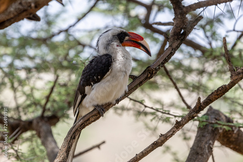 Tokos (African bird), the genus includes 15 species within the hornbill family