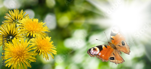 beautiful butterfly and flowers on a colorful blurred background