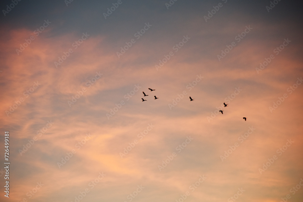 夕焼けに飛ぶ鳥の群れのシルエット　青　オレンジ　グラデーション　空　風景　鳥　