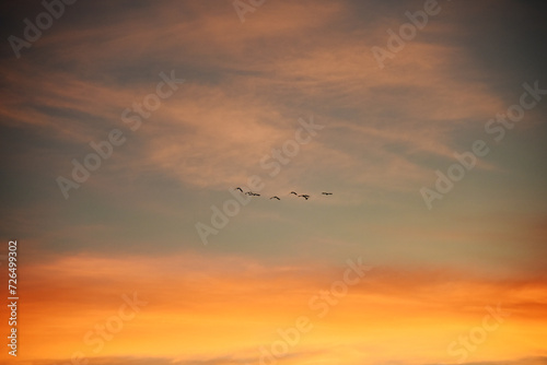 夕焼けに飛ぶ鳥の群れのシルエット 青 オレンジ グラデーション 空 風景 鳥 