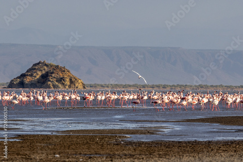 Lake Natron, the largest lake in the East African Rift Valley in Tanzania and to a small extent in Kenya, known for its pink flamingos photo