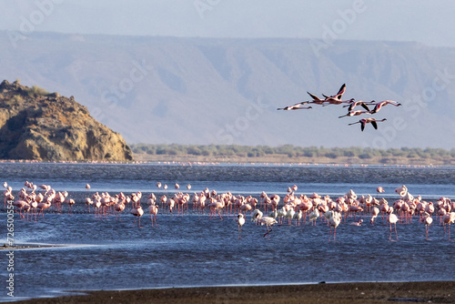 Lake Natron, the largest lake in the East African Rift Valley in Tanzania and to a small extent in Kenya, known for its pink flamingos